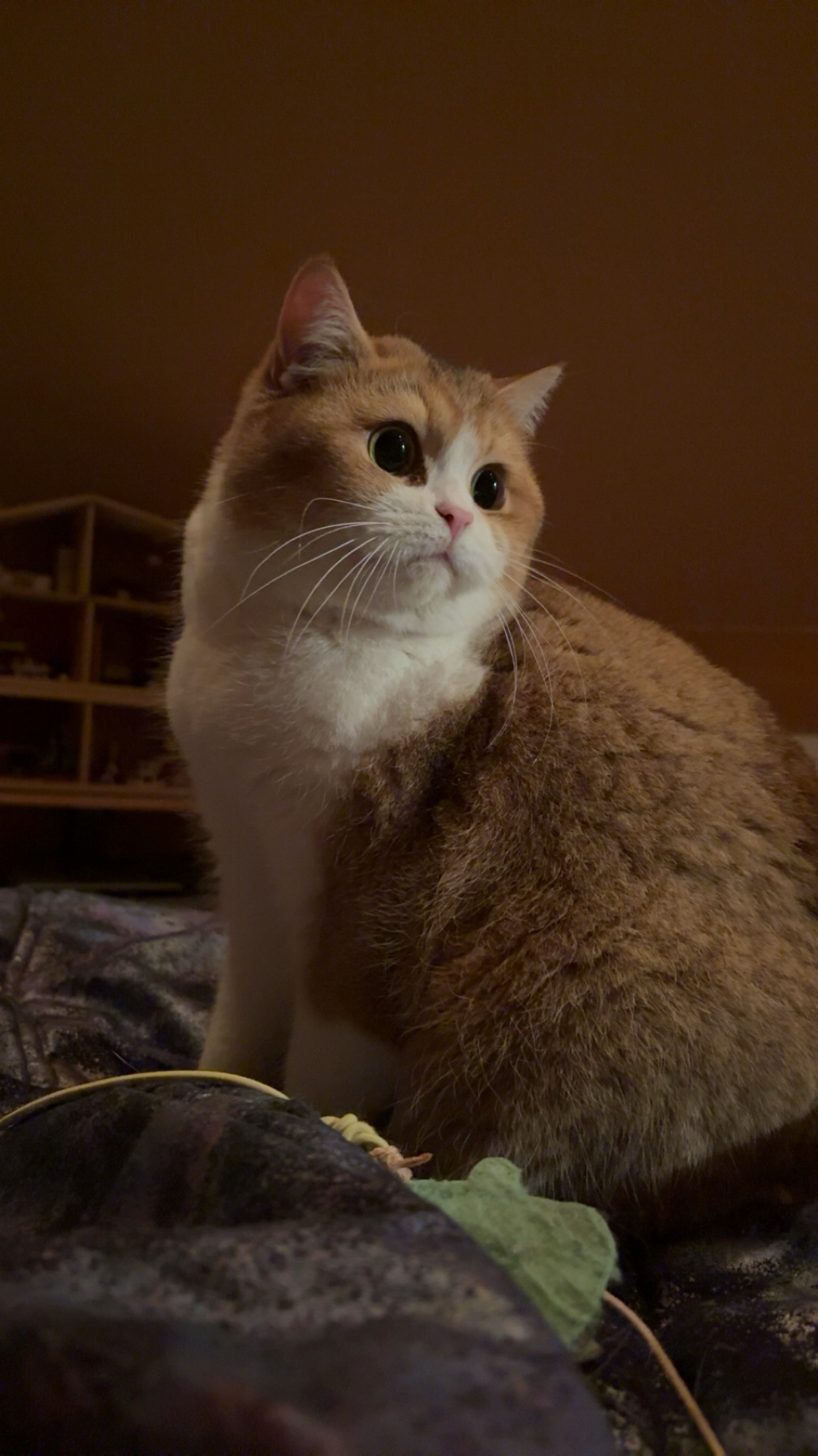 Milli